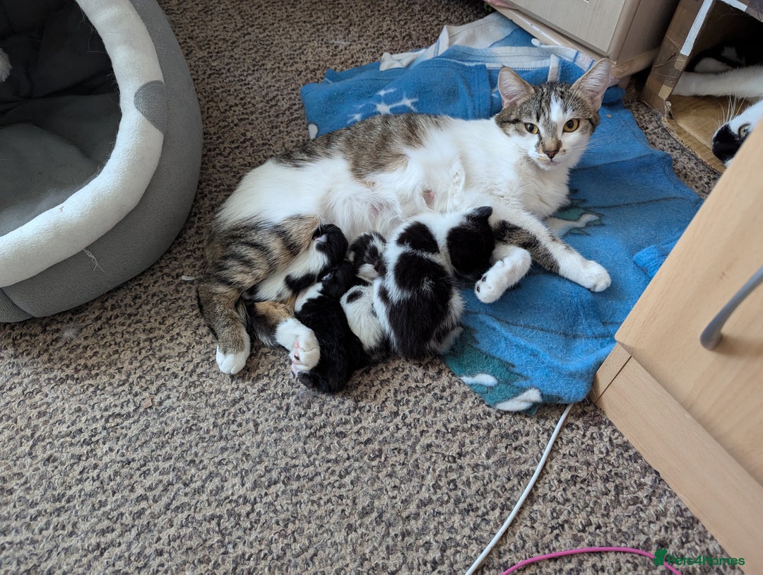 Mixed Breed cats for sale: Kitten - Image 19