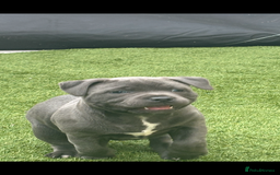 Staffordshire Bull Terrier dogs for sale: 🔷Top quality Pharaon puppy🔷 - Image 3