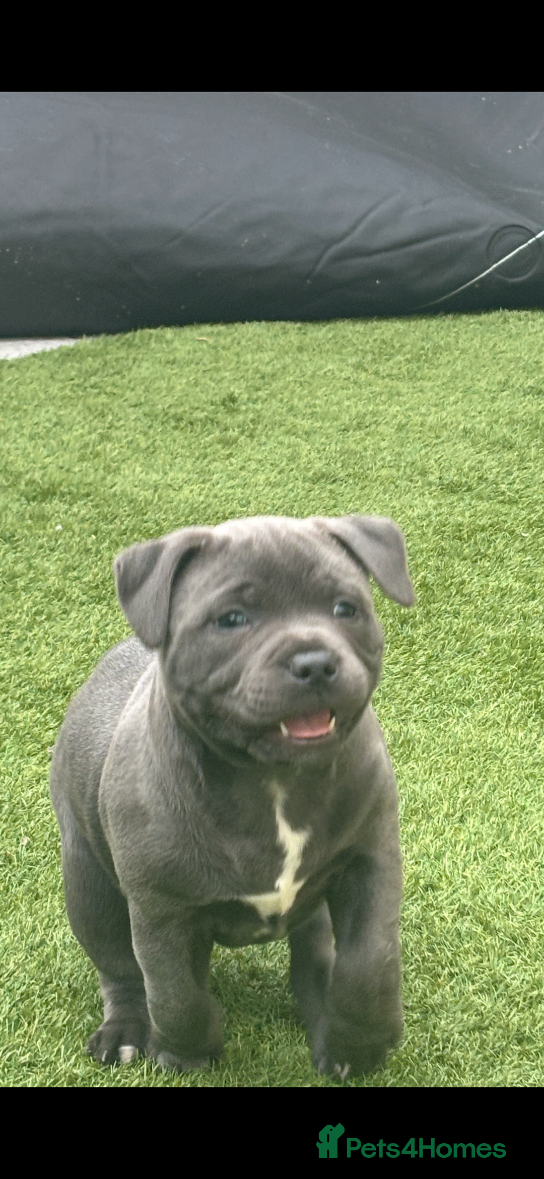 Staffordshire Bull Terrier dogs for sale: 🔷Top quality Pharaon puppy🔷 - Image 3