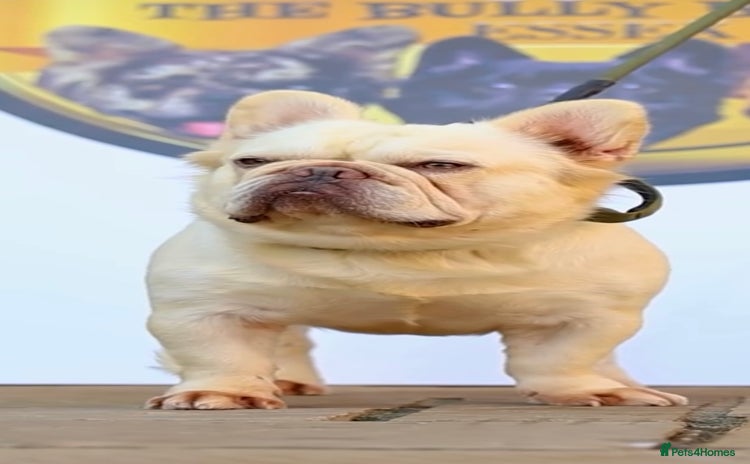 French Bulldog dogs - Advert 7