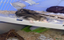 Hamster rodents for sale: Young male Russian dwarf hamster and cage - Image 2