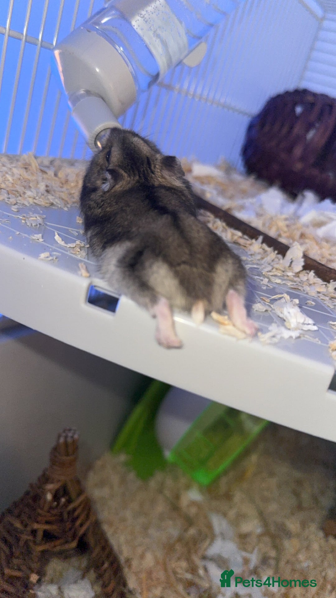 Hamster rodents for sale: Young male Russian dwarf hamster and cage - Image 2