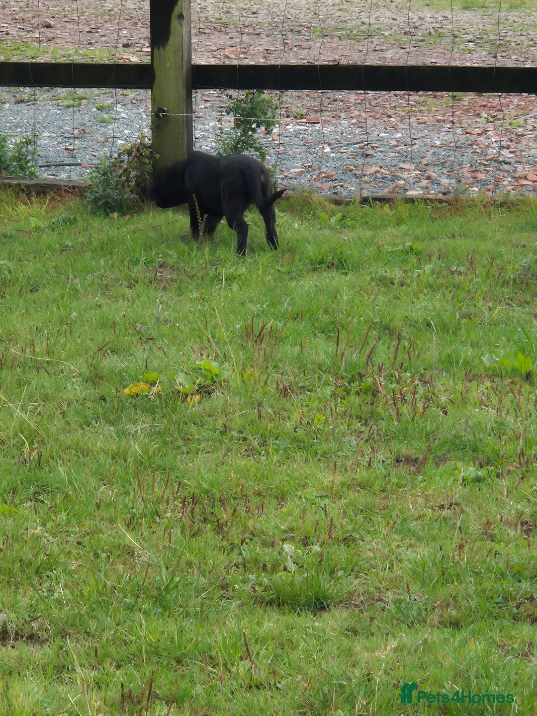 Mixed Breed dogs for sale: Mother  malnute  father  full black Labrador  - Image 3