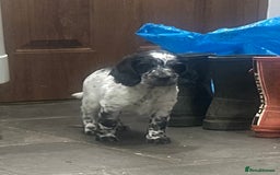 Mixed Breed dogs for sale: Fabulous Sprocker Pups - Image 5