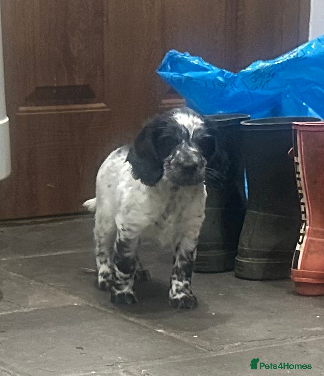 Mixed Breed dogs for sale: Fabulous Sprocker Pups - Image 5