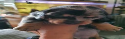 Dachshund dogs for sale: 2 Smooth Haired Dachsunds - Advert 9