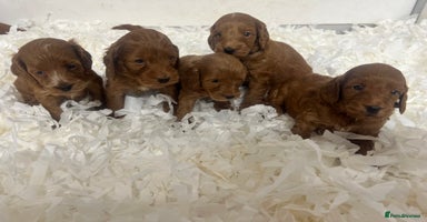 Cockapoo dogs - Advert 9