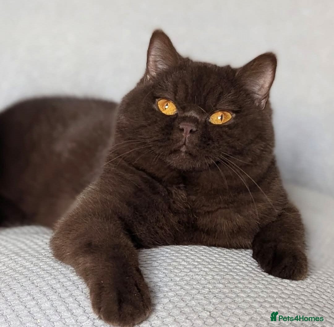 British Shorthair cats for sale: GCCF Champion bred British shorthair  - Image 9