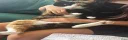 Mixed Breed cats for sale: READY NOW in Orpington - Advert 2