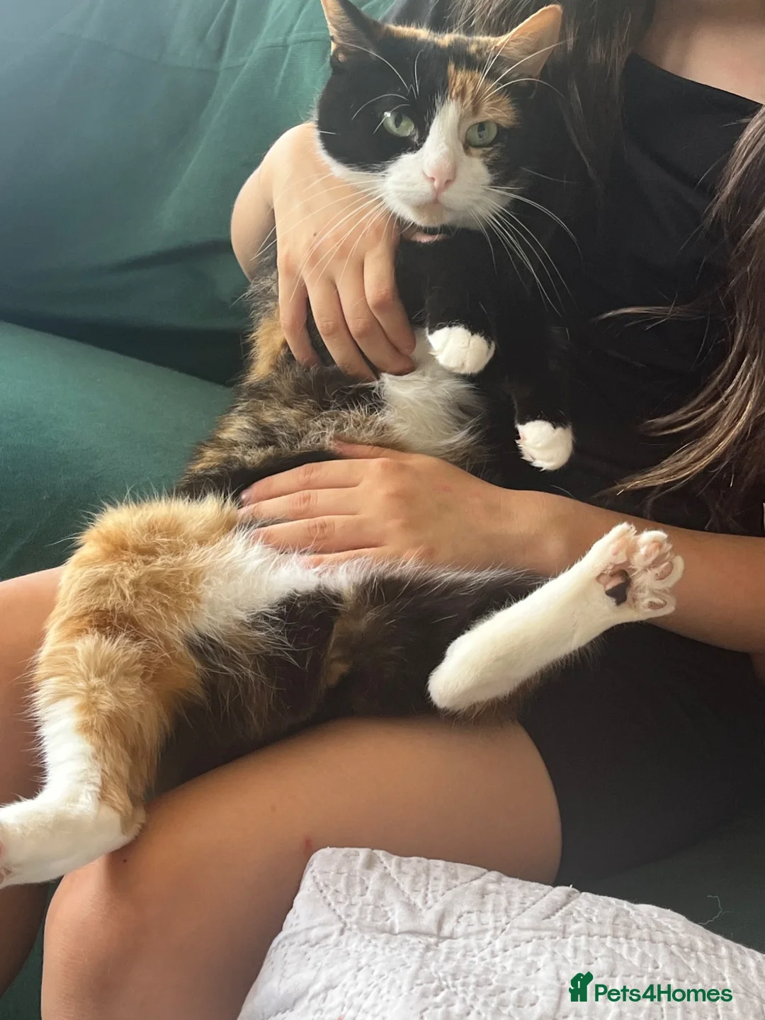 Mixed Breed cats for sale: READY NOW in Orpington - Advert 2