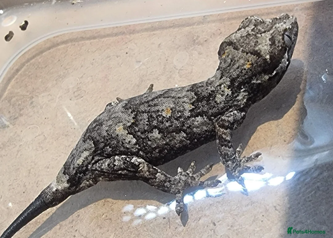 Gecko reptiles for sale: Gargoyle Gecko - Advert 9