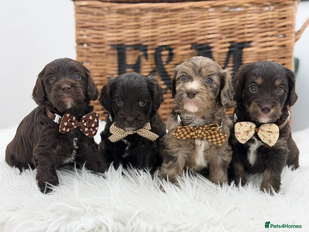 Cavapoo dogs for sale: F1 E ** tensively health tested cavapoos  - Advert 1