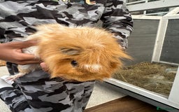 Guinea Pig rodents for sale: Male guniea pig - Advert 3