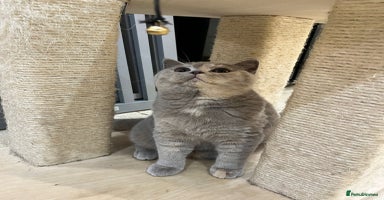 British Shorthair cats - Advert 16