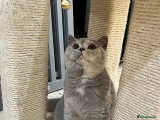 British Shorthair cats - Advert 18