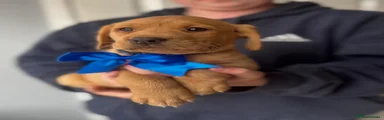 Dark Blue Collar Male