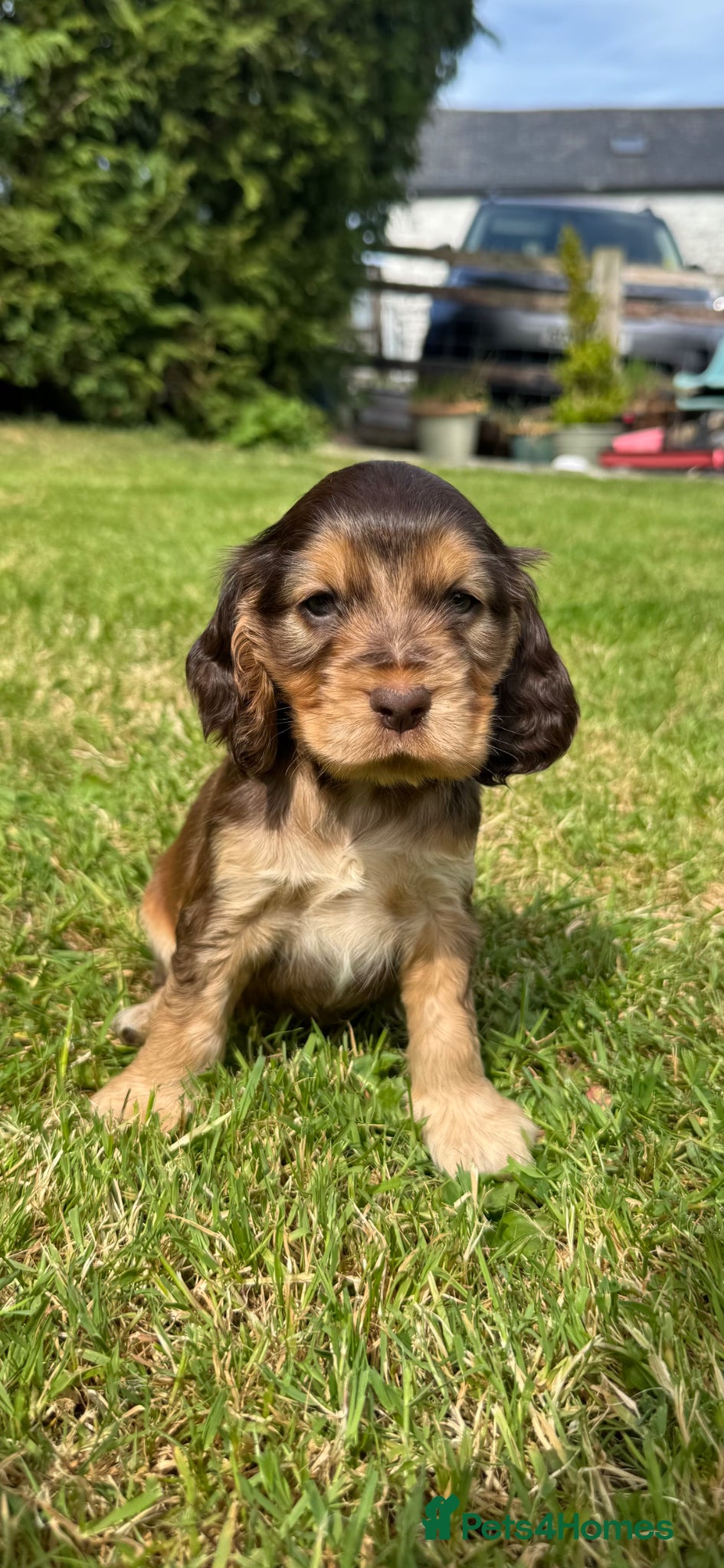 Cocker Spaniel dogs for sale: DNA tested clear Show type Cocker Spaniels in Ystrad Meurig - Advert 10