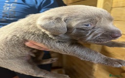 Labrador Retriever dogs for sale: Silver Labrador puppy’s  - Image 3