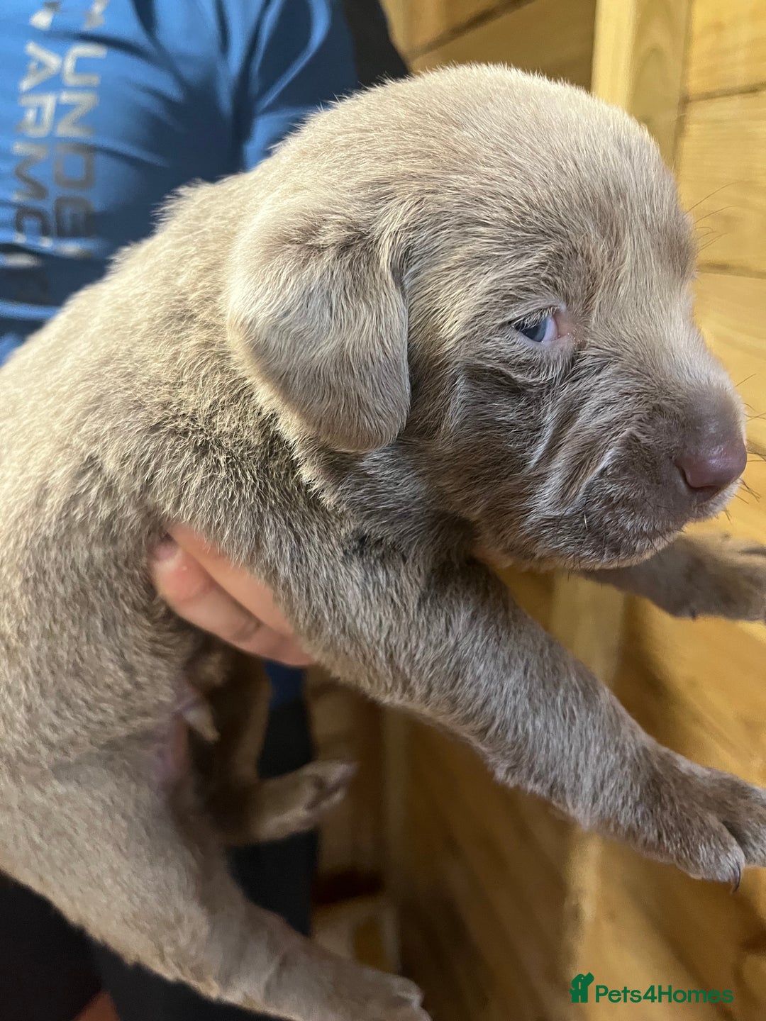 Labrador Retriever dogs for sale: Silver Labrador puppy’s  - Image 3