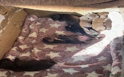 Chihuahua dogs for sale: Rare chocolate chihuahua puppies - Image 1