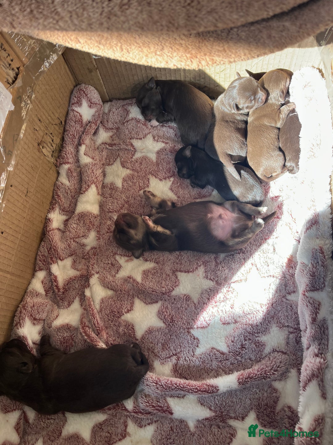 Chihuahua dogs for sale: Rare chocolate chihuahua puppies - Image 1