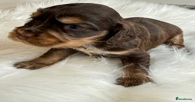 Cocker Spaniel dogs - Advert 14