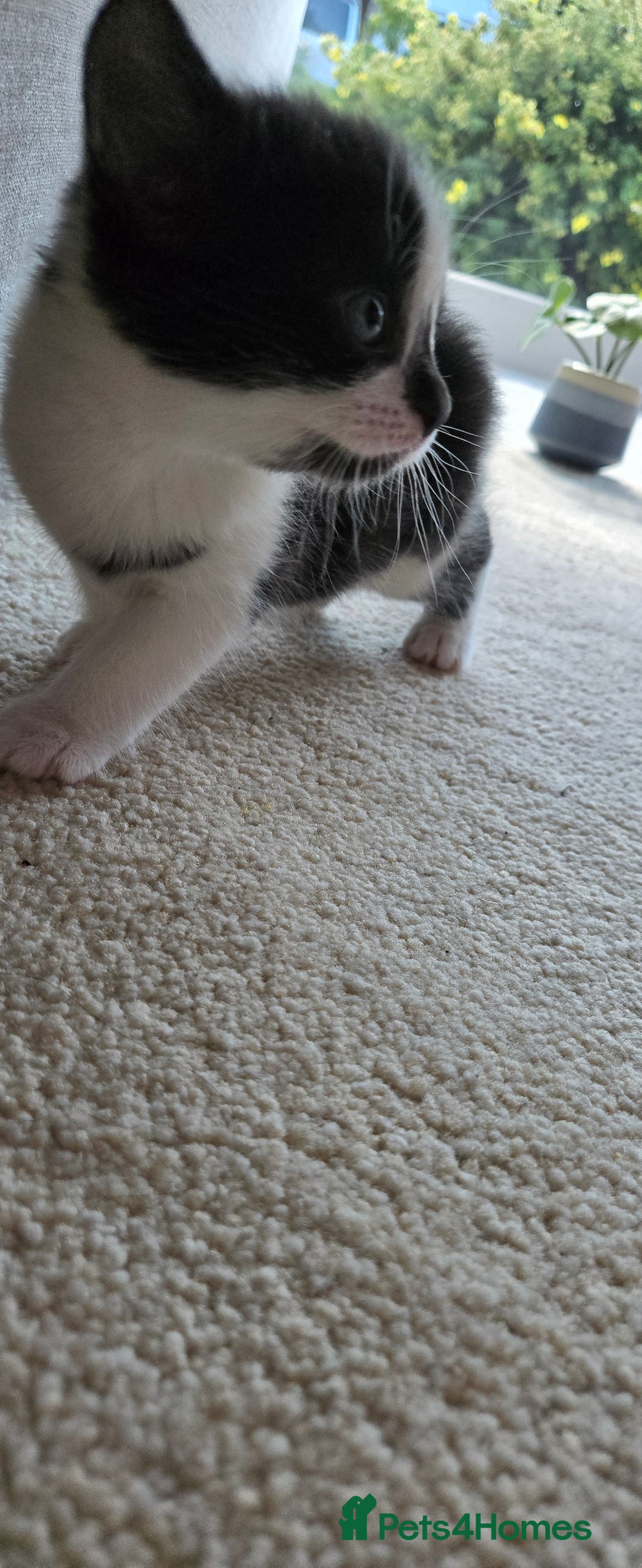 Mixed Breed cats for sale: Adorable Black & White Kittens - Image 16