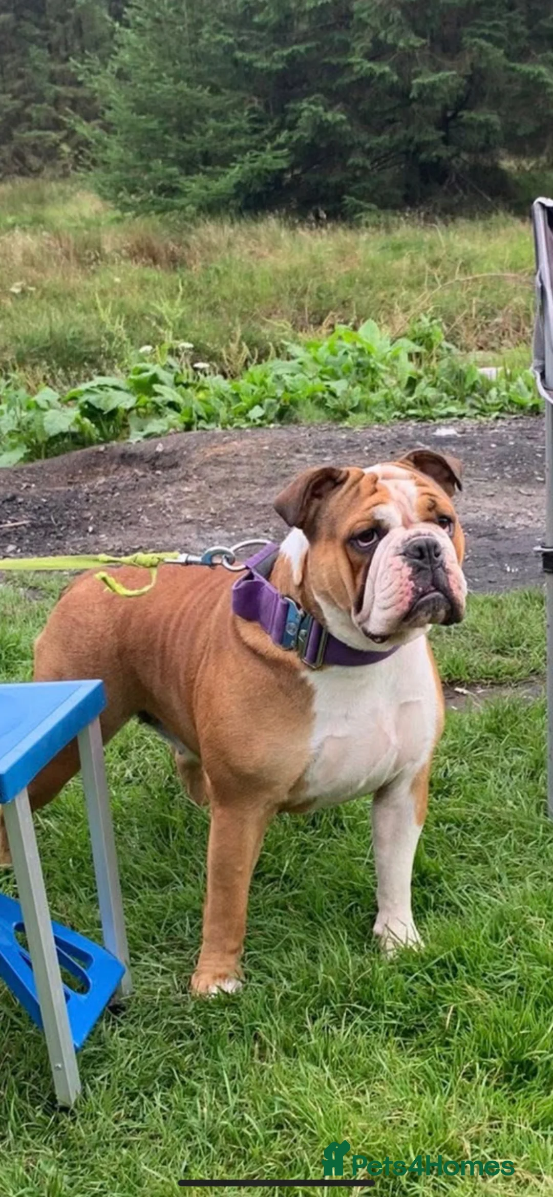 Mixed Breed dogs for sale: Olde Tyme x American bulldogs in Glasgow - Advert 1