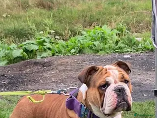 Mixed Breed dogs Olde Tyme x American bulldogs - Advert 1