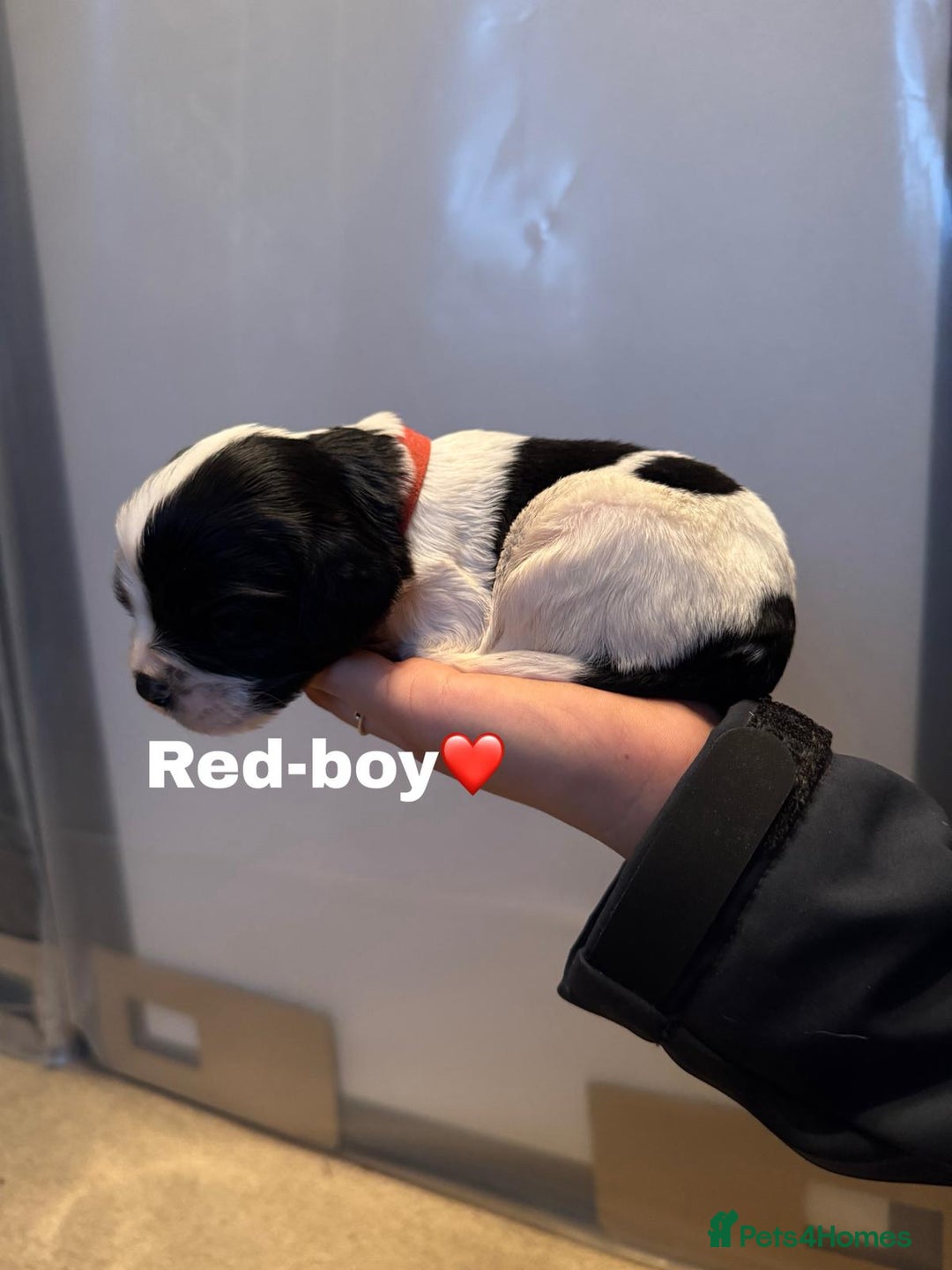 Cockalier dogs for sale: working cocker spaniel  - Image 32