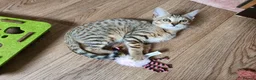 Savannah cats for sale: F3 Svannahs Girl Pedigree - Advert 2