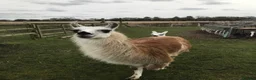 Llama livestock for sale: 4 female llamas in York - Advert 14