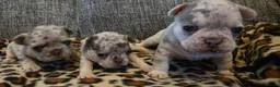French Bulldog dogs for sale: Beautiful French bulldog dog merle puppies  - Advert 6