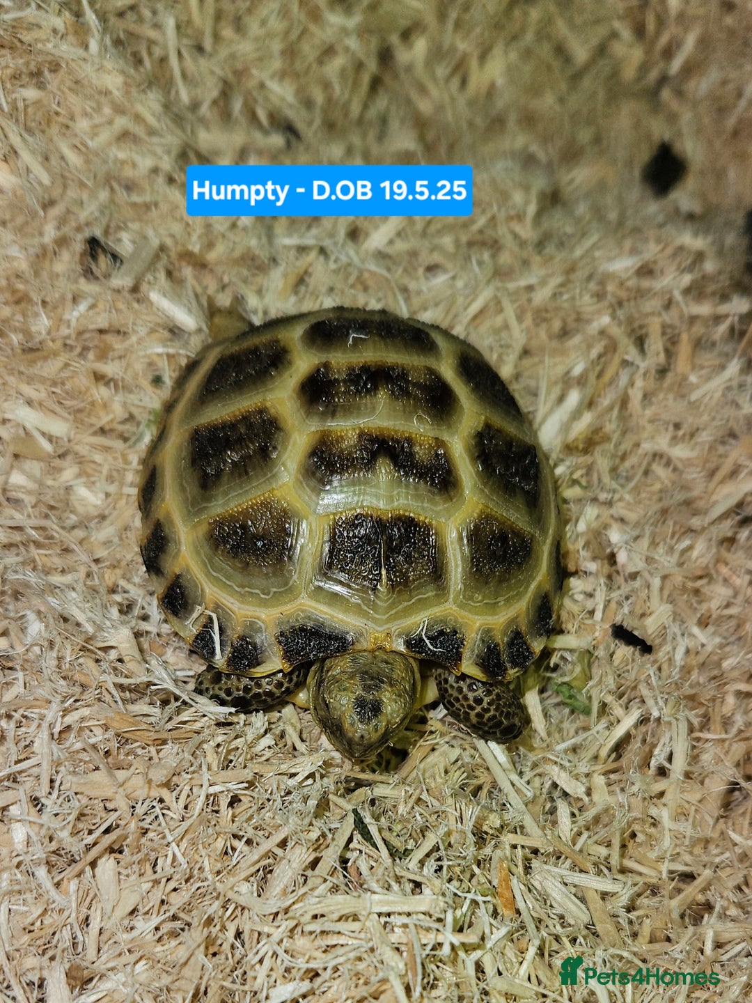 Tortoise reptiles for sale: BABY HORSEFIELD TORTOISES - Image 4