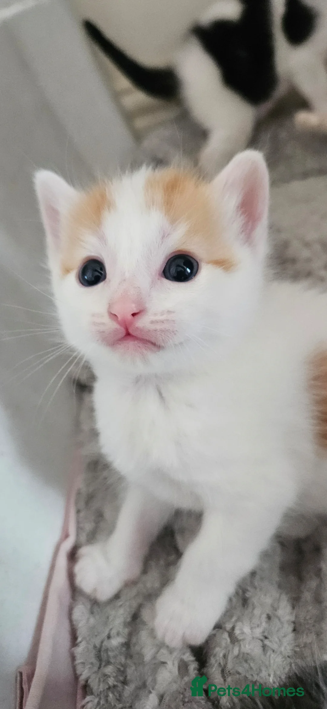 Mixed Breed cats for sale: Only 1 left left. Beautiful, Ragdoll cross Kittens - Advert 19
