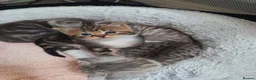 Mixed Breed cats for sale: Siberian X kittens  in Manchester - Advert 11