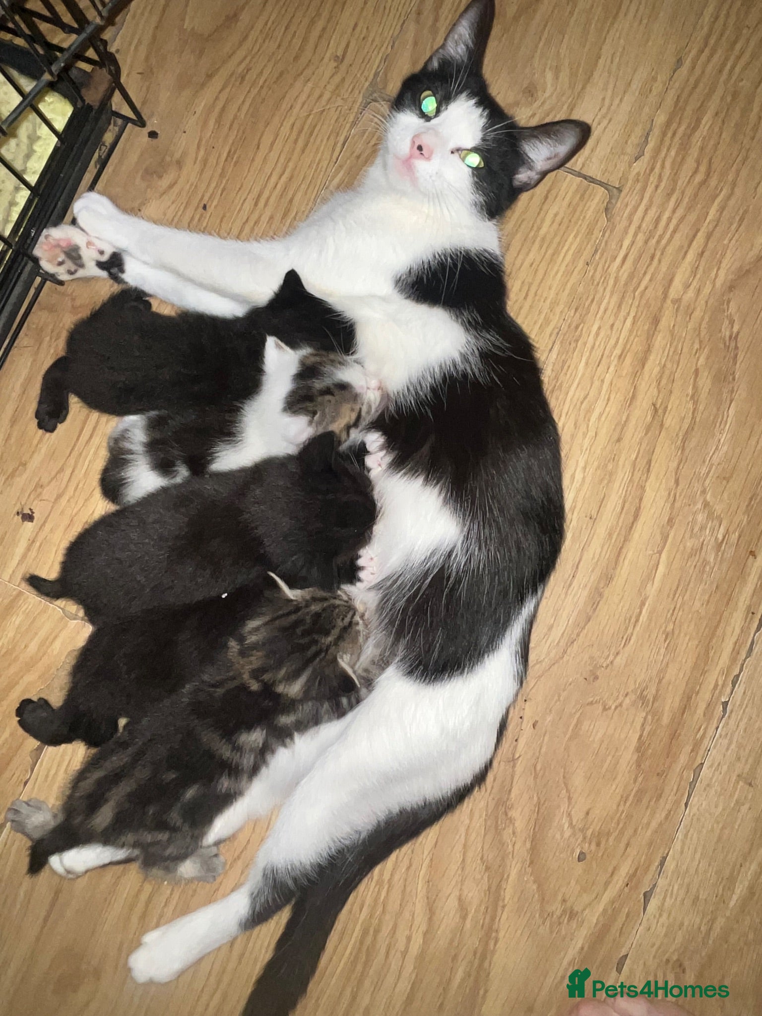 Mixed Breed cats Kittens  - Advert 16