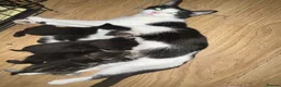 Mixed Breed cats for sale: Kittens  - Advert 1