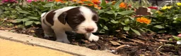 Mixed Breed dogs for sale: Springerdor X Cocker Spaniel  in Wisbech - Advert 4