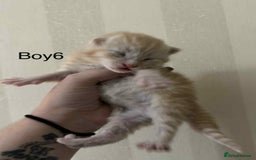 Maine Coon cats for sale: Maine coon x kittens  - Advert 8