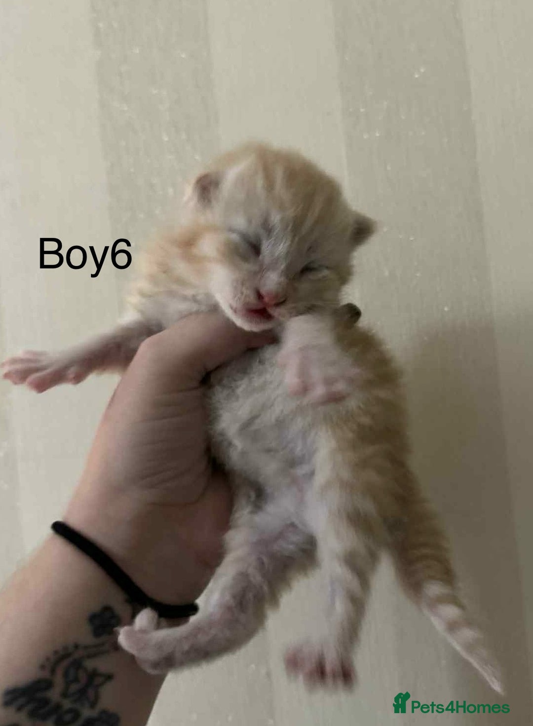 Maine Coon cats for sale: Maine coon x kittens  - Advert 8