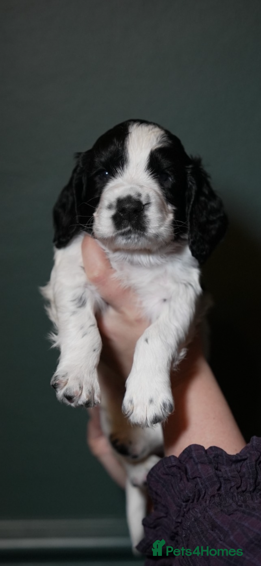 Cocker Spaniel dogs for sale: KC Registered Working Cocker Spaniel Puppies  - Advert 35