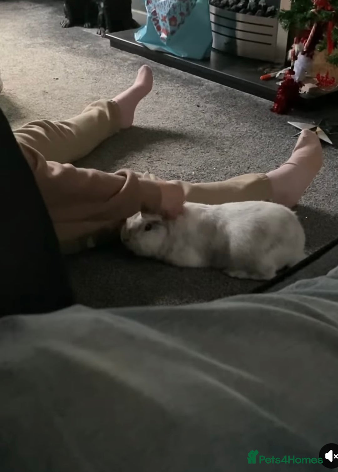 Polish rabbits for sale: Rabbit looking for new home.  - Image 3