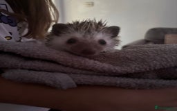 Pygmy Hedgehog rodents for sale: Prickles Pygmy Hedgehog  - Image 2