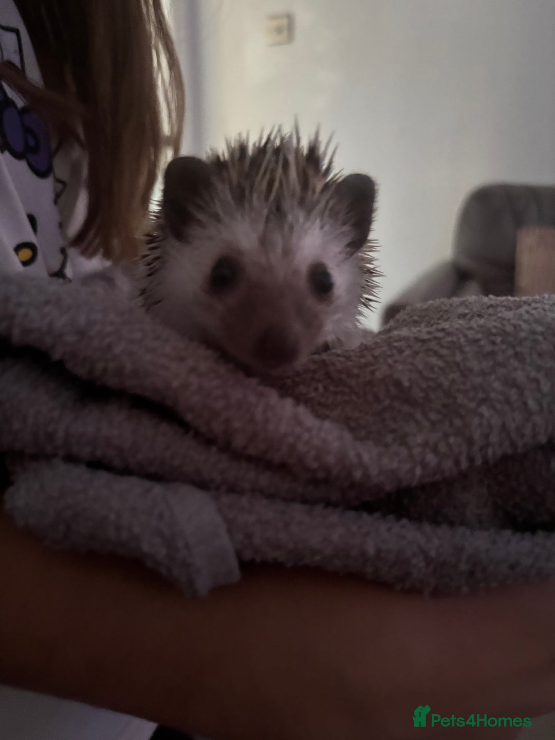 Pygmy Hedgehog rodents for sale: Prickles Pygmy Hedgehog  - Image 2