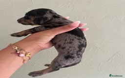 Miniature Dachshund dogs for sale: Miniature dachshunds  - Image 7