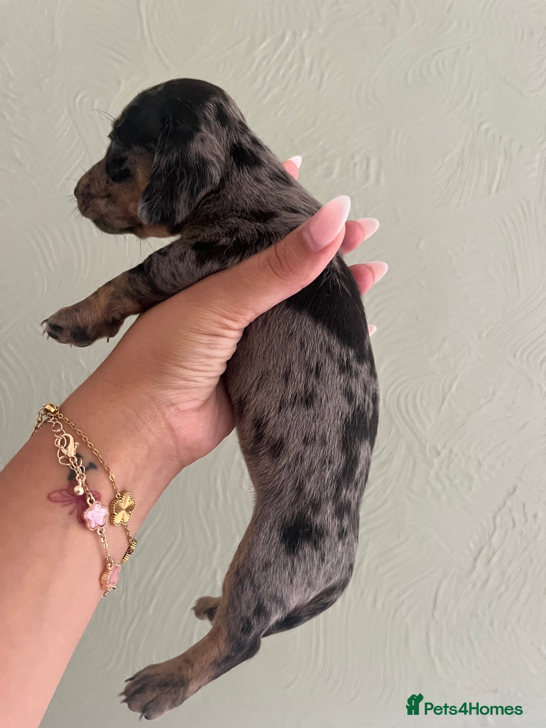 Miniature Dachshund dogs for sale: Miniature dachshunds  - Image 7