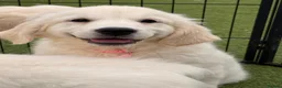 Golden Retriever dogs for sale: Kc registered health tested parents  - Advert 37