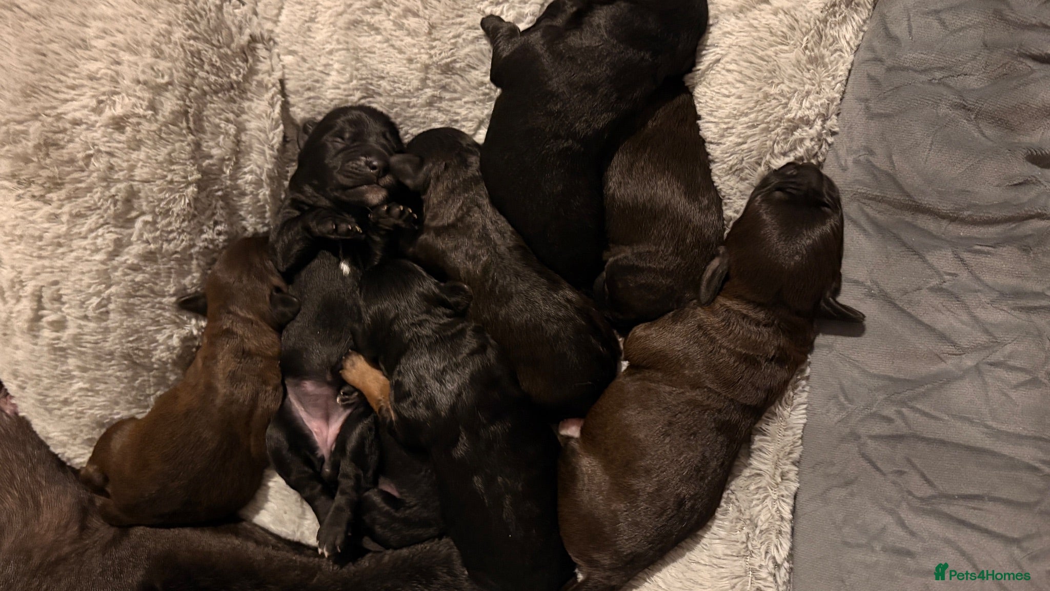 Mixed Breed dogs Beautiful Patterjack × Miniature Cockapoo Puppies - Advert 8