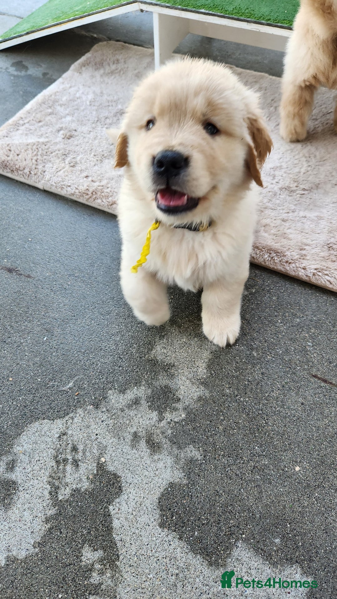 Golden Retriever dogs for sale: Golden retriever pups 5 girls and 4 boy available - Image 8